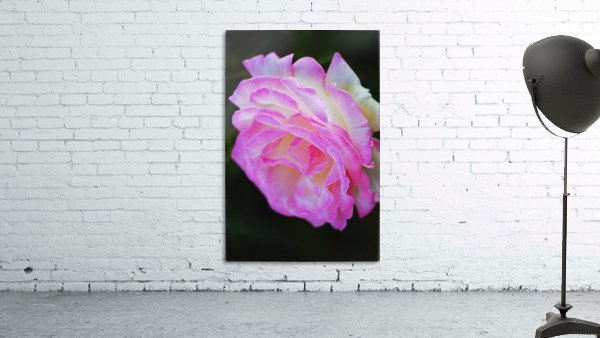 Rose Pink White Wall Preview