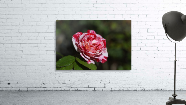 Scentimental Rose  Wall Preview