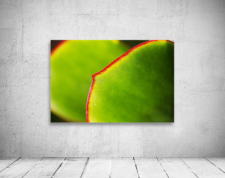 Succulent Leaves Wall Preview