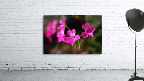Geraniums In Pink Wall Preview