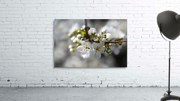 Spring White Blossom Wall Preview
