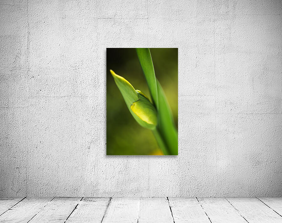 Tulip Bud  Wall Preview
