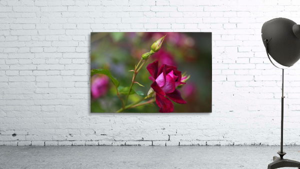 Rose Bud Pink Wall Preview