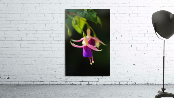 Fuchsia Flowers Wall Preview