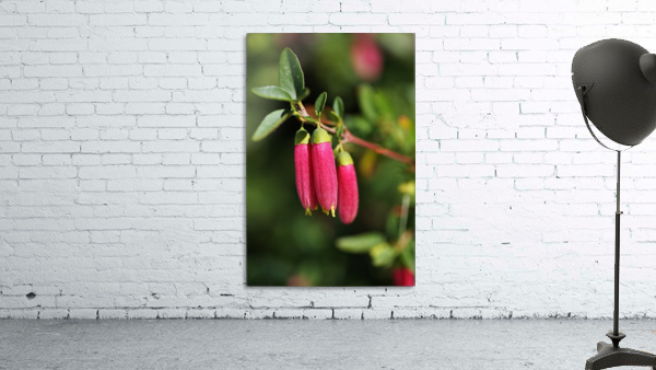 Fuchsia Dusky Bells Wall Preview