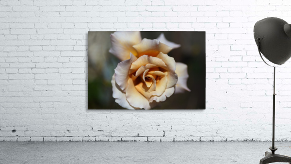 Lush Coffee Rose Wall Preview