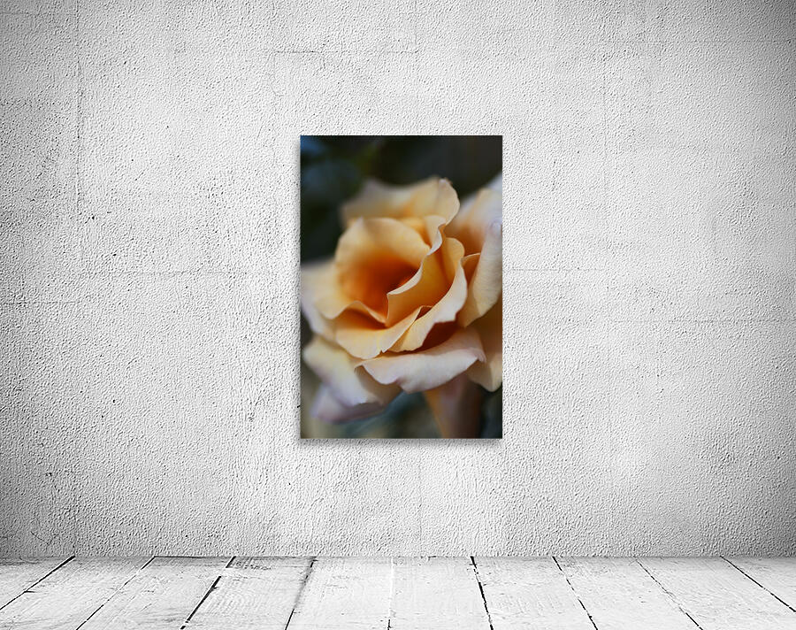 Coffee Rose Delight Wall Preview