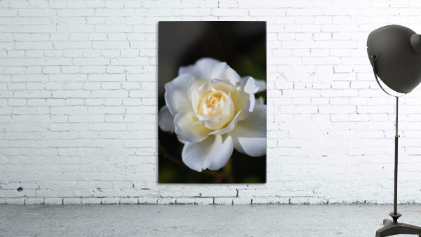 Rose White Wall Preview