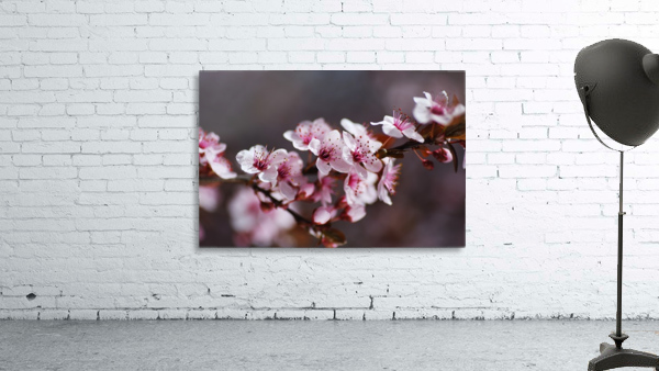 Blossom Spring Pink Wall Preview