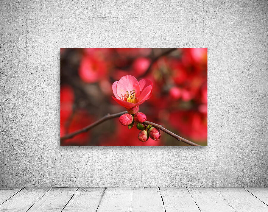 Bright Quince Spring Wall Preview