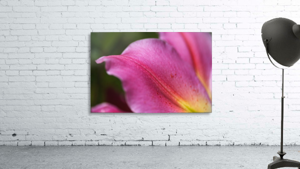 Reaching Lily Petals Wall Preview