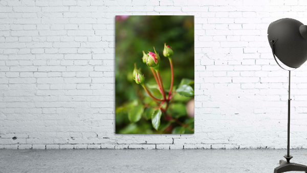 Many Rose Buds Wall Preview