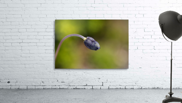 Blue Anemone Bud Wall Preview