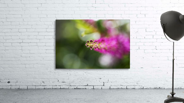 Pink Hebe Flower Wall Preview