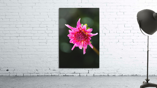 Dahlias Eye Wall Preview