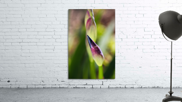 Purple Deep Iris Bud Wall Preview