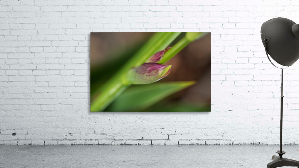 The Iris Spathe Wall Preview