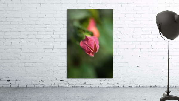 Chinese Lantern Opening Bud Wall Preview