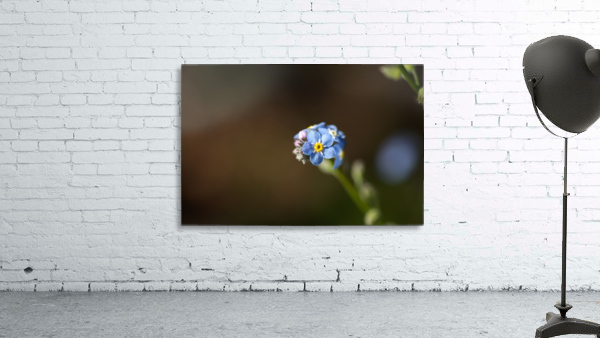 Forget Me Nots  Wall Preview