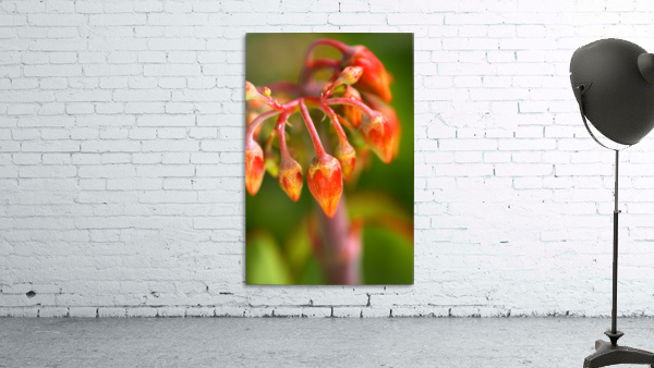 Cotyledon Macrantha Succulent Flowers  Wall Preview