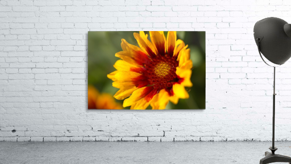 Blanket Flower Blooming Wall Preview