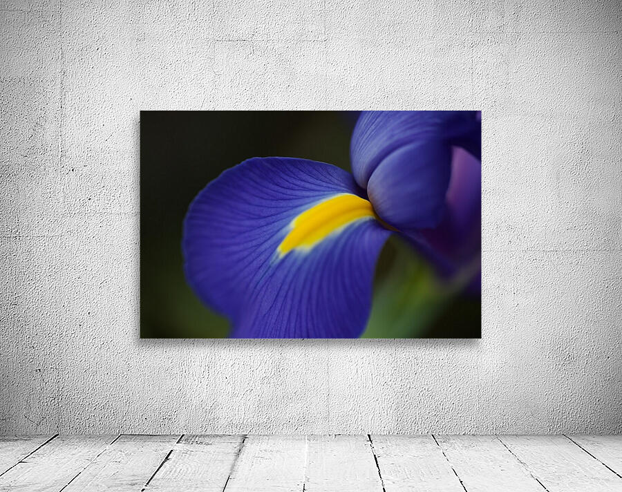 Blue Dreamy Iris Wall Preview