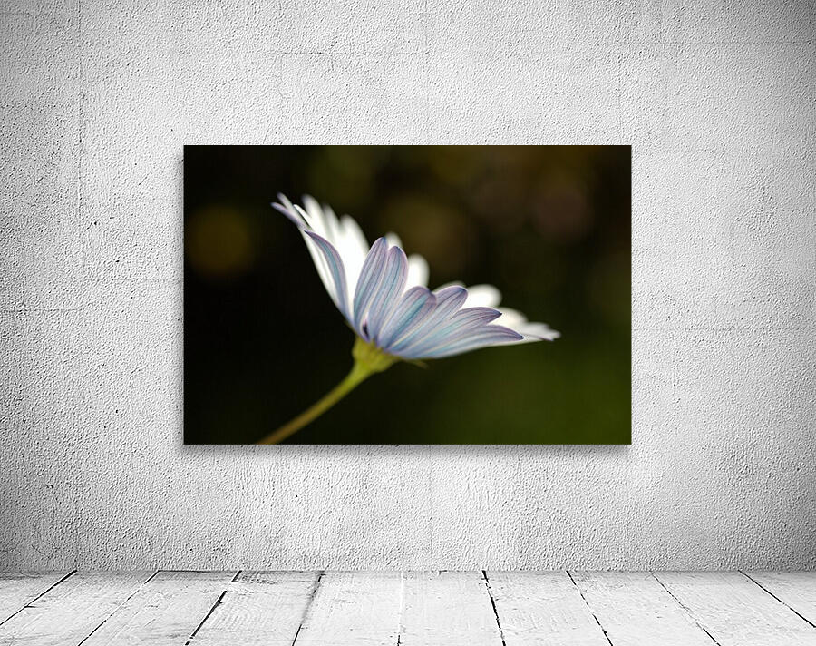Under The Winter Daisy Wall Preview