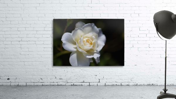 Rose Lush White Wall Preview