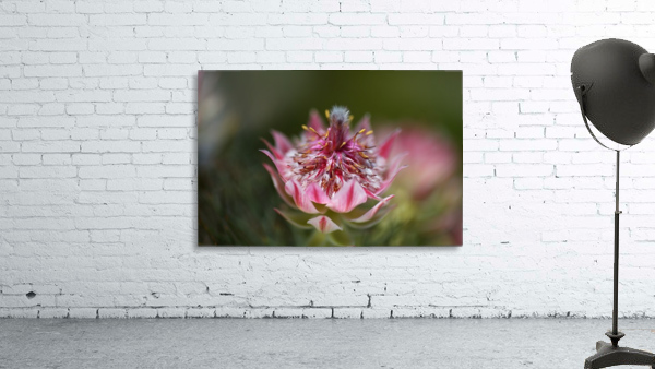 Small And Pink Protea Wall Preview