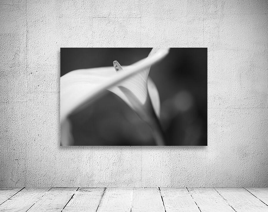 Romantic Lily Wall Preview
