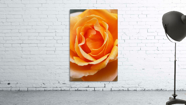 The Orange Rose  Wall Preview