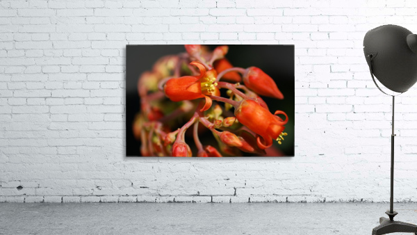 Pigs Ear Cactus Wall Preview