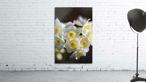 Jonquil The Flower Ring Wall Preview