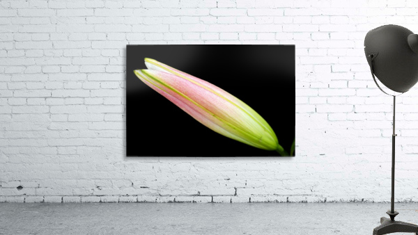 Lily Bud Long Wall Preview