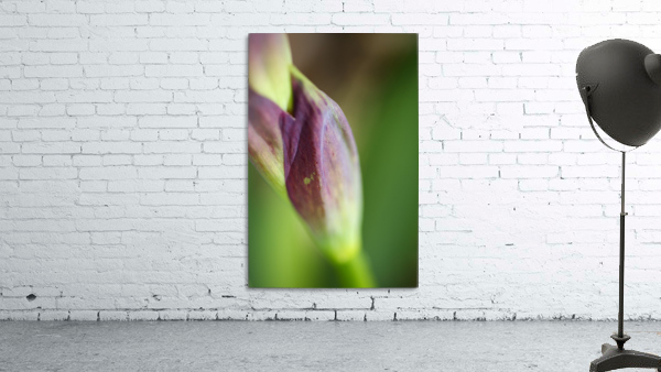 Purple Iris The Stem Wall Preview