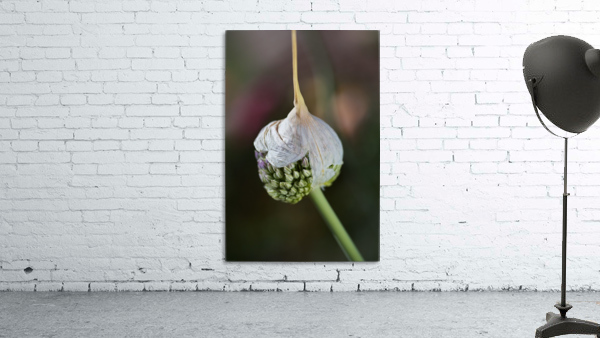 Garlic Bud With Cap Wall Preview