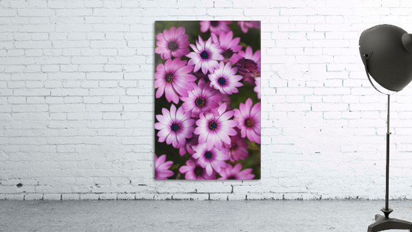 Cape Daisy Display Wall Preview