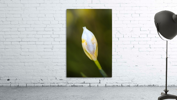 The Iris Bud Wall Preview