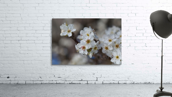 The White Blossom Wall Preview