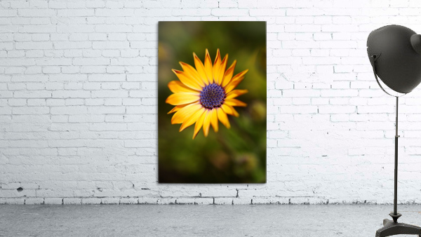 The African Daisy  Wall Preview