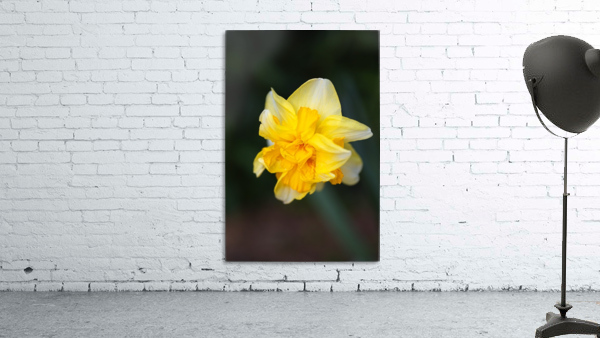 Double Daffodil Yellow Wall Preview
