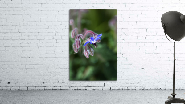 Borage Flower Aperçu sur mur