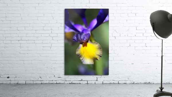 The Dancing Iris Wall Preview