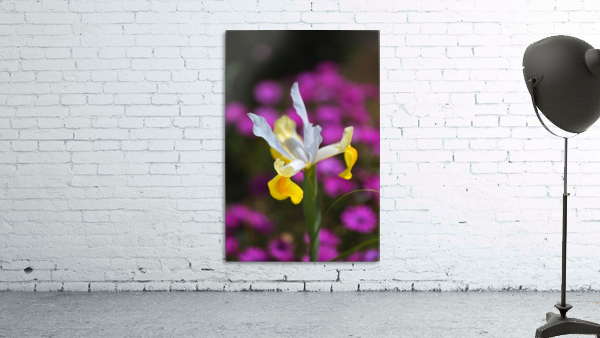 Iris Over Pink Daisies  Wall Preview
