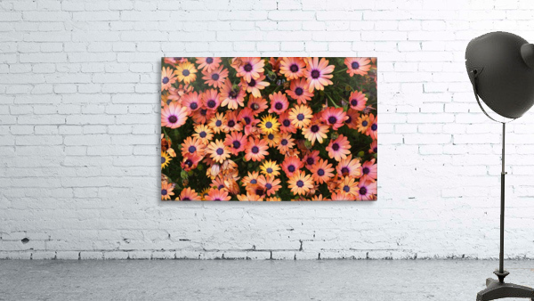 African Daisy Rich Wall Preview