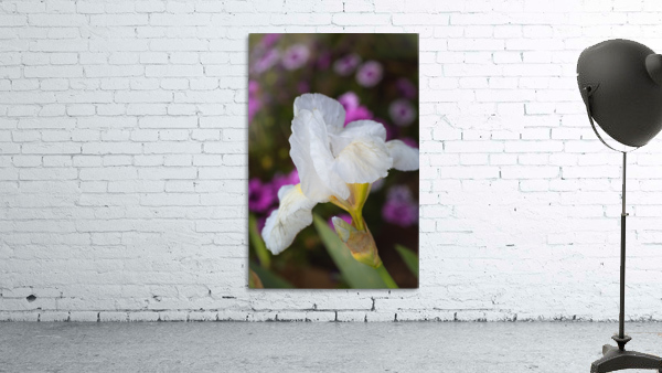 Small White Iris Flower Wall Preview