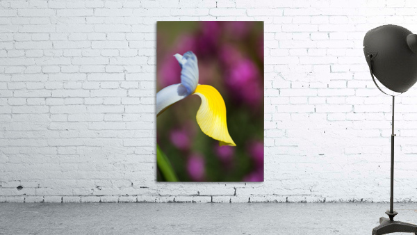 Dutch Iris Symphony Flower Wall Preview