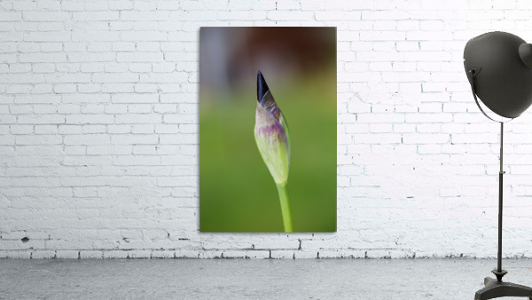 Purple Iris Bud Spring Wall Preview