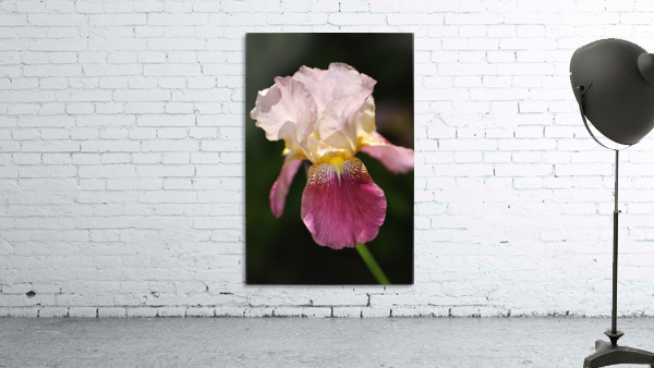 Bearded Iris Medium Pink Flower Wall Preview