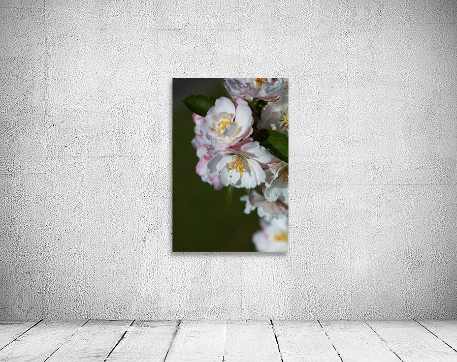 Crabapple Flowers Wall Preview